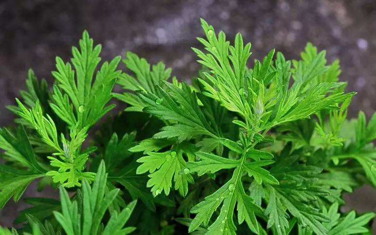 艾草.jpg 艾草.jpg